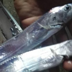 太刀魚絶好調!おかっぱり